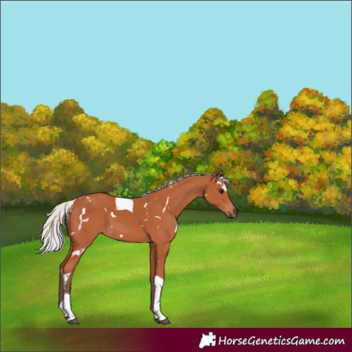 Horse Color:White Spotted Silver Bay Tobiano 