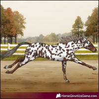 Horse Color:Gray Chestnut Near Leopard