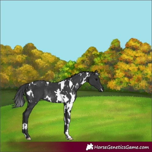 Horse Color:White Spotted Black Rabicano 