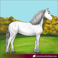 Horse Color:Bay Fewspot 