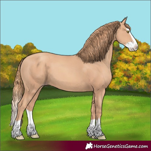Horse Color:Gold Champagne Splash