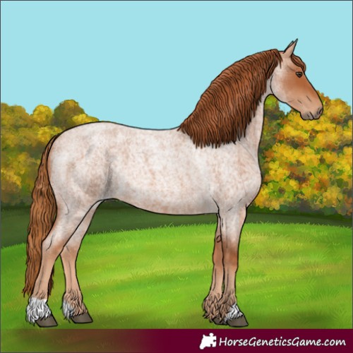 Horse Color:Red Roan 