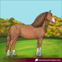 Horse Color:Chestnut 