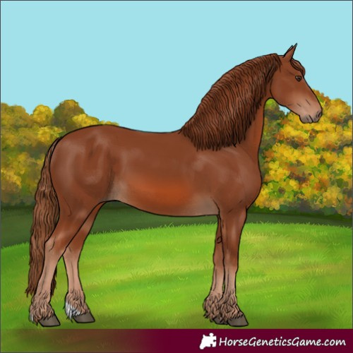 Horse Color:Chestnut 