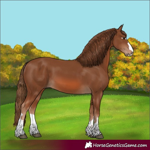 Horse Color:Chestnut 