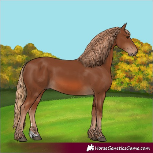 Horse Color:Chestnut 