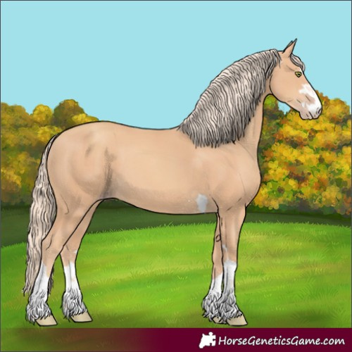 Horse Color:Gold Champagne 