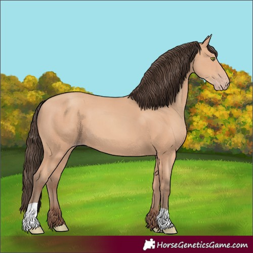 Horse Color:Amber Champagne