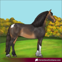 Horse Color:Buckskin Tobiano