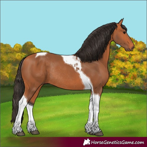 Horse Color:Bay Tobiano Rabicano 