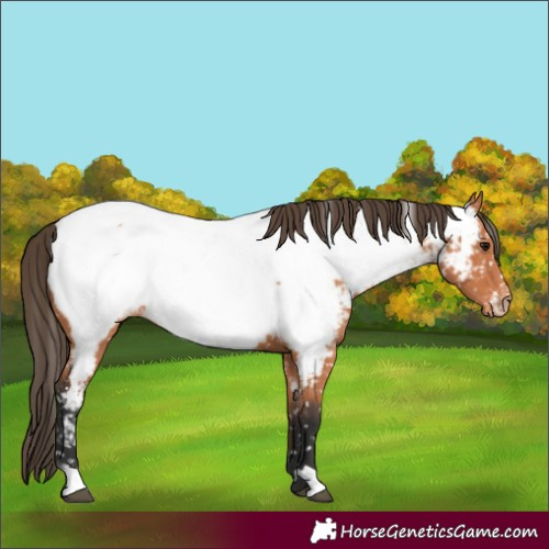 Horse Color:Bay Appaloosa