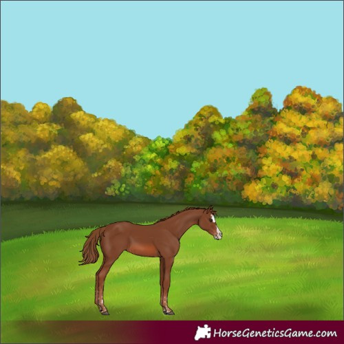 Horse Color:Chestnut Splash  and Chestnut Splash 