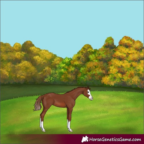 Horse Color:Chestnut Splash 