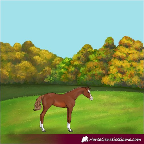 Horse Color:Chestnut Splash 