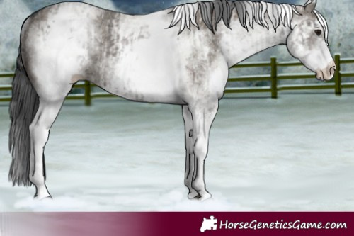 Horse Color:White Spotted Grullo Rabicano  and White Spotted Grullo Rabicano 