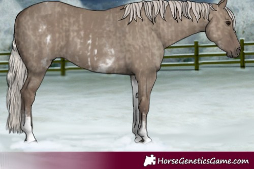 Horse Color:White Spotted Silver Grullo Rabicano  and White Spotted Silver Grullo Rabicano 