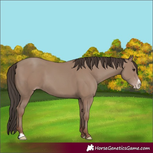Horse Color:Classic Champagne Frame
