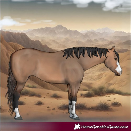 Horse Color:Bay Dun 