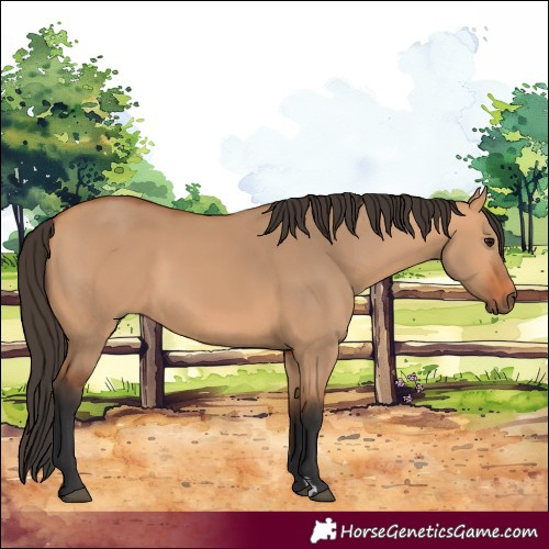 Horse Color:Bay Dun Rabicano