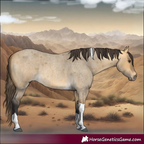 Horse Color:Buckskin Roan Dun Tobiano