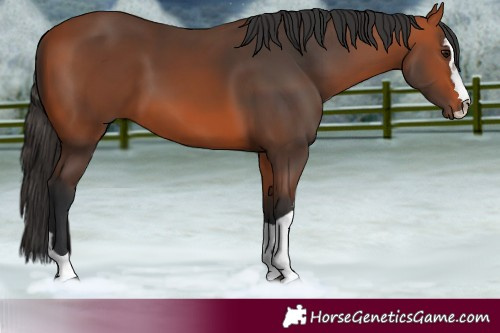 Horse Color:Unknown 