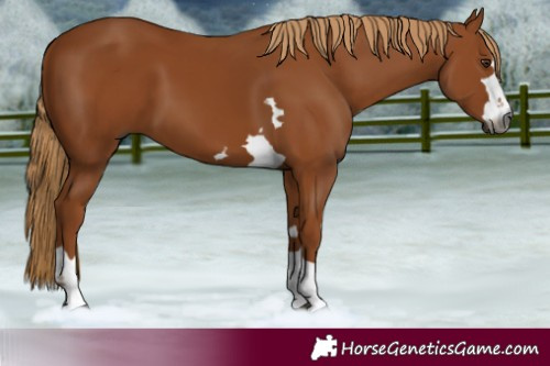 Horse Color:Gray Chestnut 