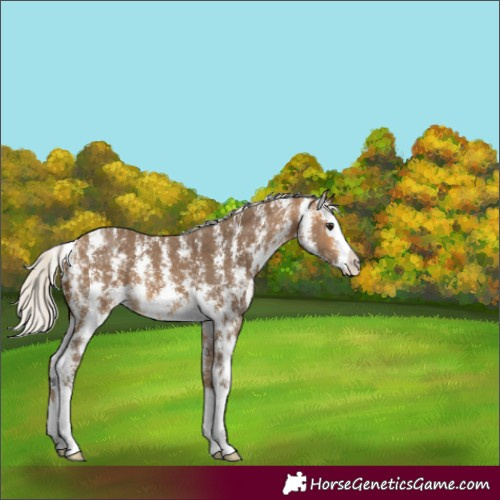 Horse Color:Silver Buckskin Sabino Splash 