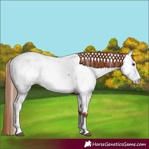 Horse Color:Chestnut Near Fewspot