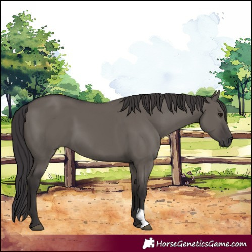 Horse Color:Smoky Grullo