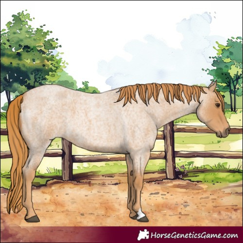 Horse Color:Red Roan