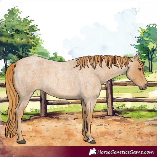 Horse Color:Red Roan 