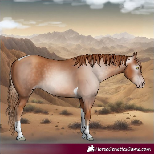 Horse Color:Gray Gold Champagne Tobiano 
