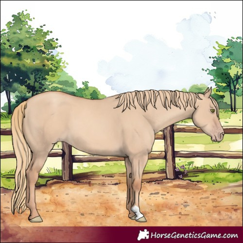 Horse Color:Gold Champagne Dun 