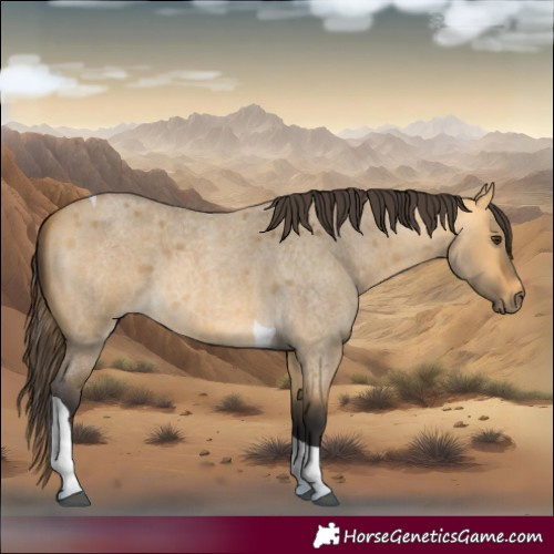 Horse Color:Buckskin Roan Dun Tobiano 