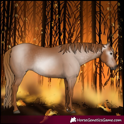 Horse Color:Gray Chestnut 