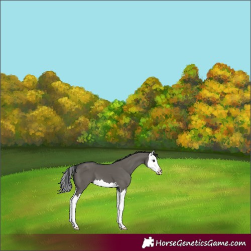 Horse Color:Grullo Splash 