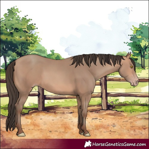 Horse Color:Amber Champagne