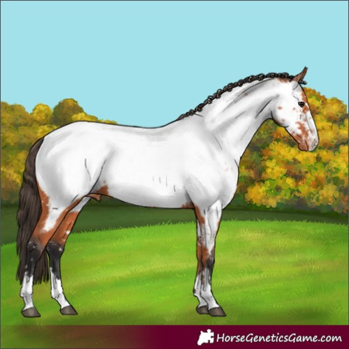 Horse Color:Bay Near Fewspot