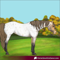Horse Color:Unknown 
