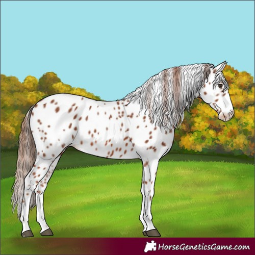 Horse Color:Chestnut Leopard 