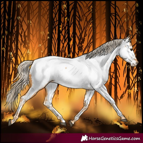 Horse Color:Palomino Near Fewspot