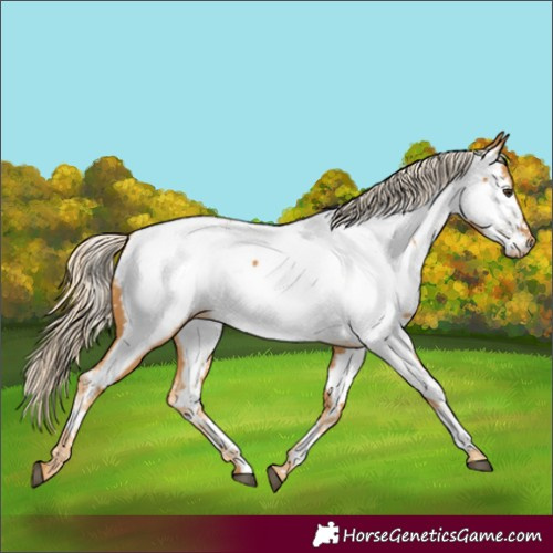 Horse Color:Palomino Appaloosa