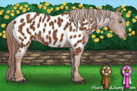 Horse Color:Chestnut Appaloosa