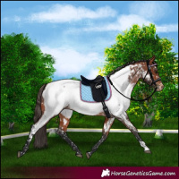 Horse Color:Bay Appaloosa