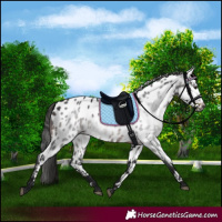 Horse Color:Gray Bay Appaloosa 