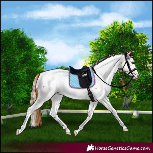 Horse Color:Chestnut Splash Appaloosa