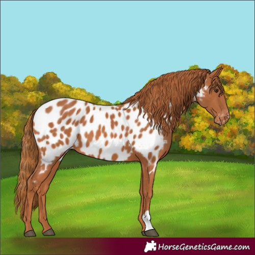 Horse Color:Chestnut Near Leopard 
