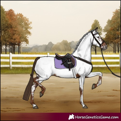 Horse Color:Gray Chestnut Appaloosa 