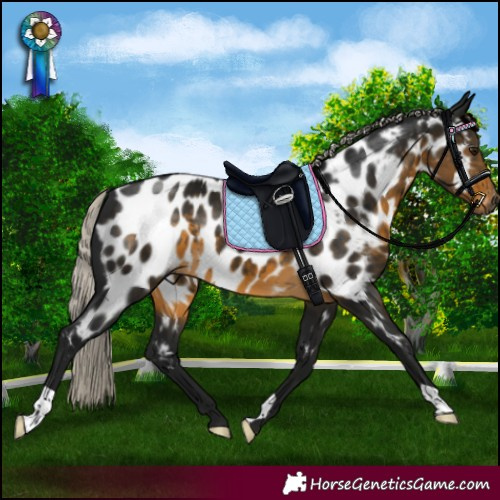 Horse Color:Gray Silver Buckskin Appaloosa 