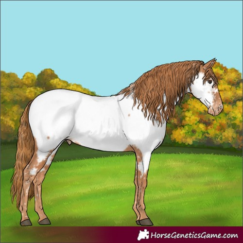 Horse Color:Chestnut Near Fewspot 